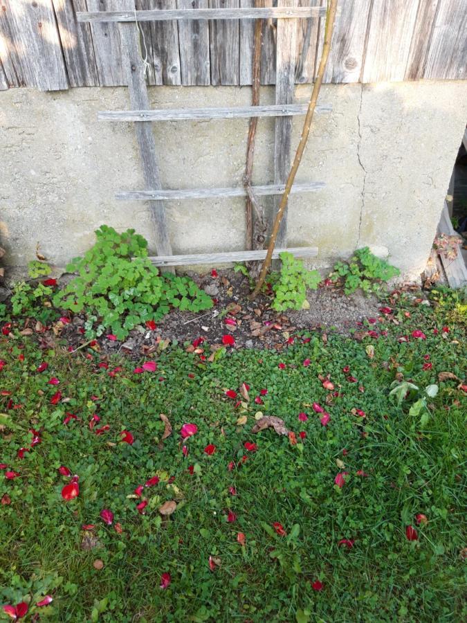Ferienwohnung Im Seidlerhof Mit Balkon Und Garten Röhrnbach エクステリア 写真